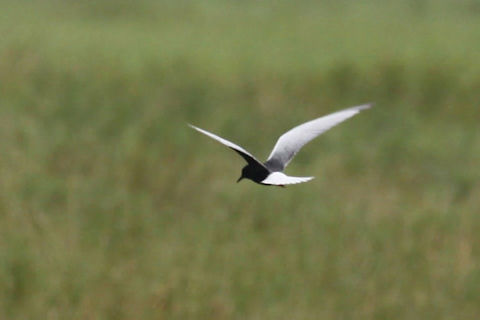 White-winged Black Tern (Chlidonias leucopterus)